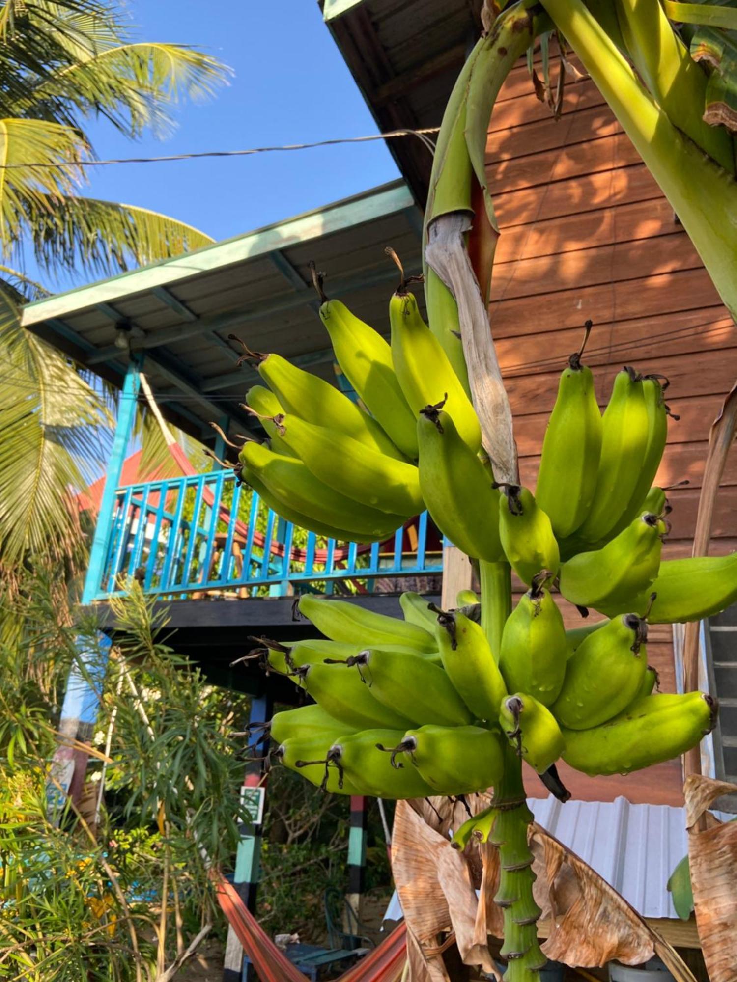 Anda Di Hows Hostel Placencia Ngoại thất bức ảnh